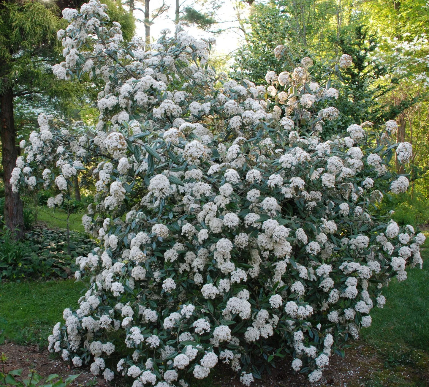 1pc Pragense Viburnum Evergreen Privacy Hedge Live Plants Shipped 1-2 Feet Tall