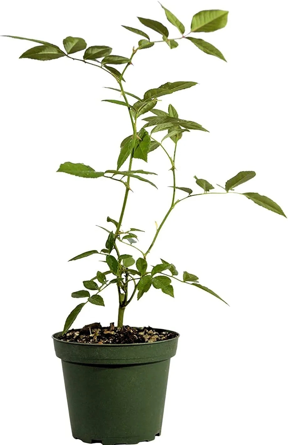 Live Plant Rose Cecile Brunner Rosa Good Arbors Fences 4'' Pot