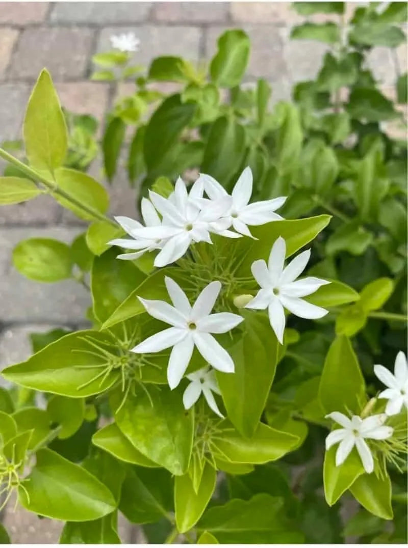 ONE Downy Jasmine Extra Large 3 Gallon Plant (Jasminum multiflorum) Fragrant