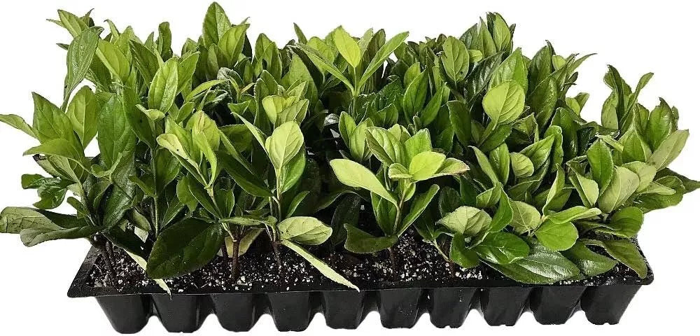 30pcs Viburnum Suspensum Live Plants Evergreen Privacy Hedge