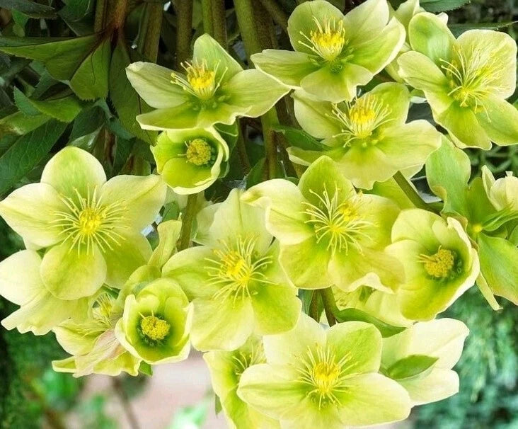 Hellebore Live Plant with Roots, Snow Love Winter Magic, White Blooms, Helleborus spp. - Perfect for Shade Gardens