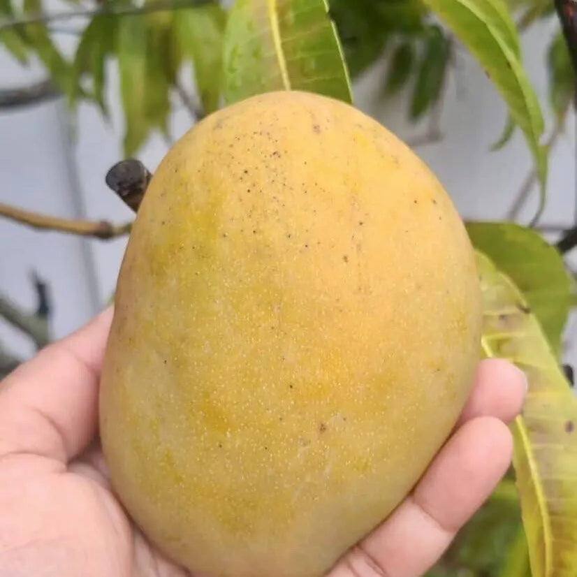 Mango Julie (Mangifera Indica Julie) live Tropical Fruit Tree 12”-24”