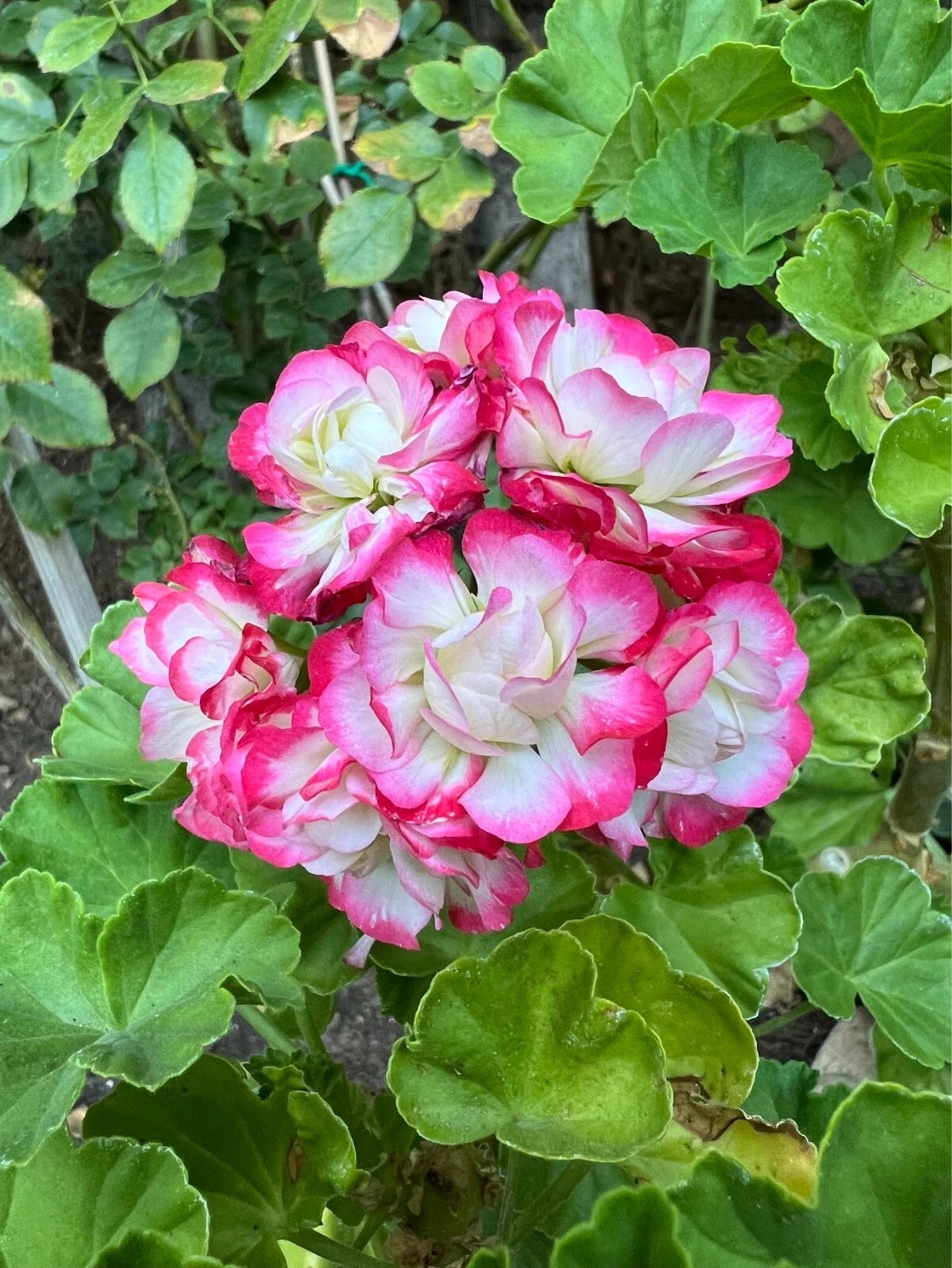 Fresh Geranium Cuttings 3-Pack Double White with Pink Edges Pelargonium - Rare Easy to Propagate Garden Plants