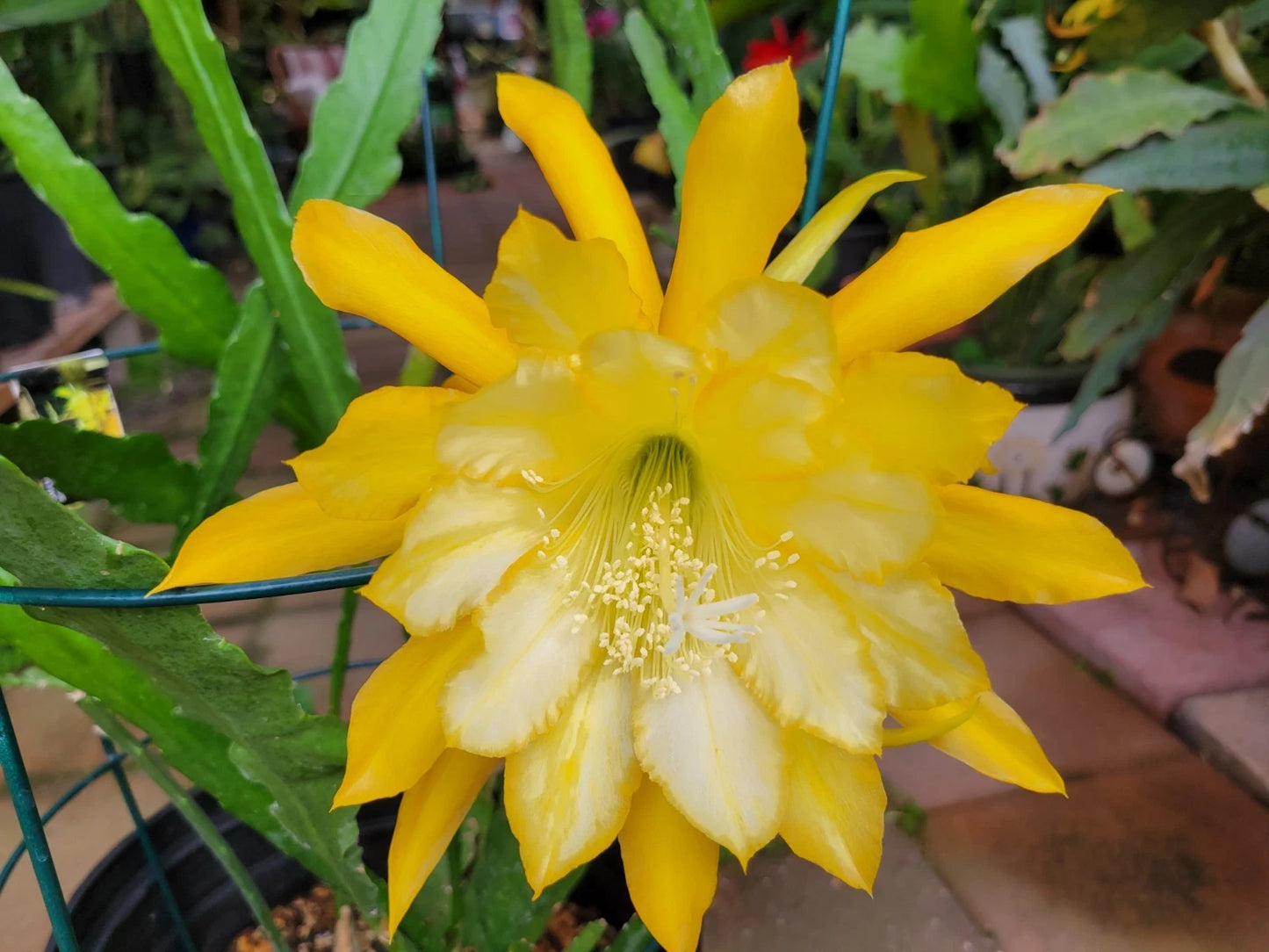 Going Bananas Epiphyllum Cuttings - Unrooted 8-10 Inches - Fragrant Yellow Blooms - Epiphyllum Hybrid (1994)