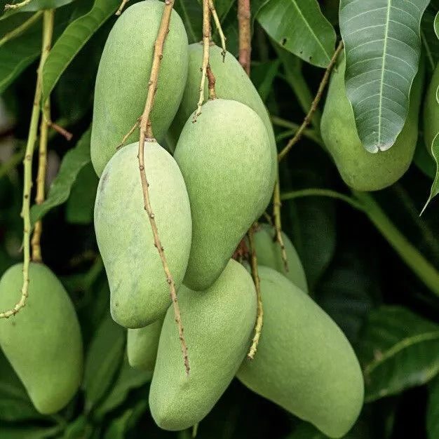 Mango Gir Kesar (mangifera) live Tropical Fruit Tree 12”-24”