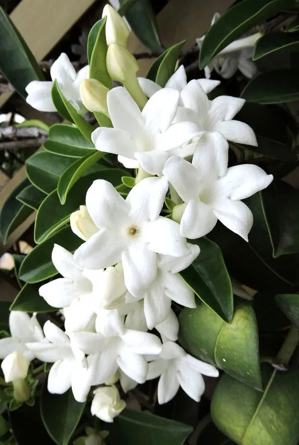 5 SEEDS Stephanotis floribunda Madagascar jasmine vine rare fragrant flower seed
