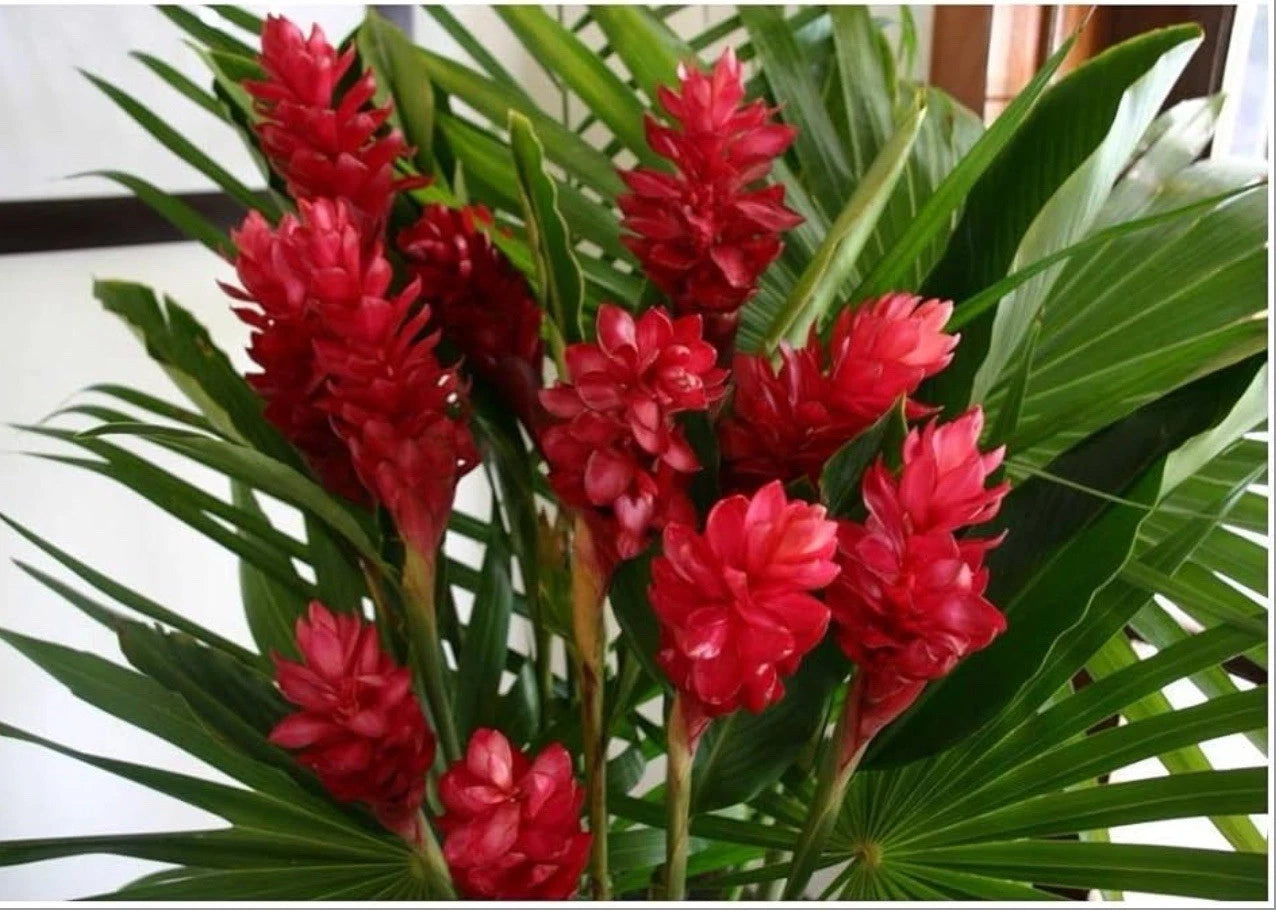 Hawaiian Red Ginger Plant - Small Rooted Starter - Alpinia Purpurata - Healthy Well Rooted Tropical Houseplant
