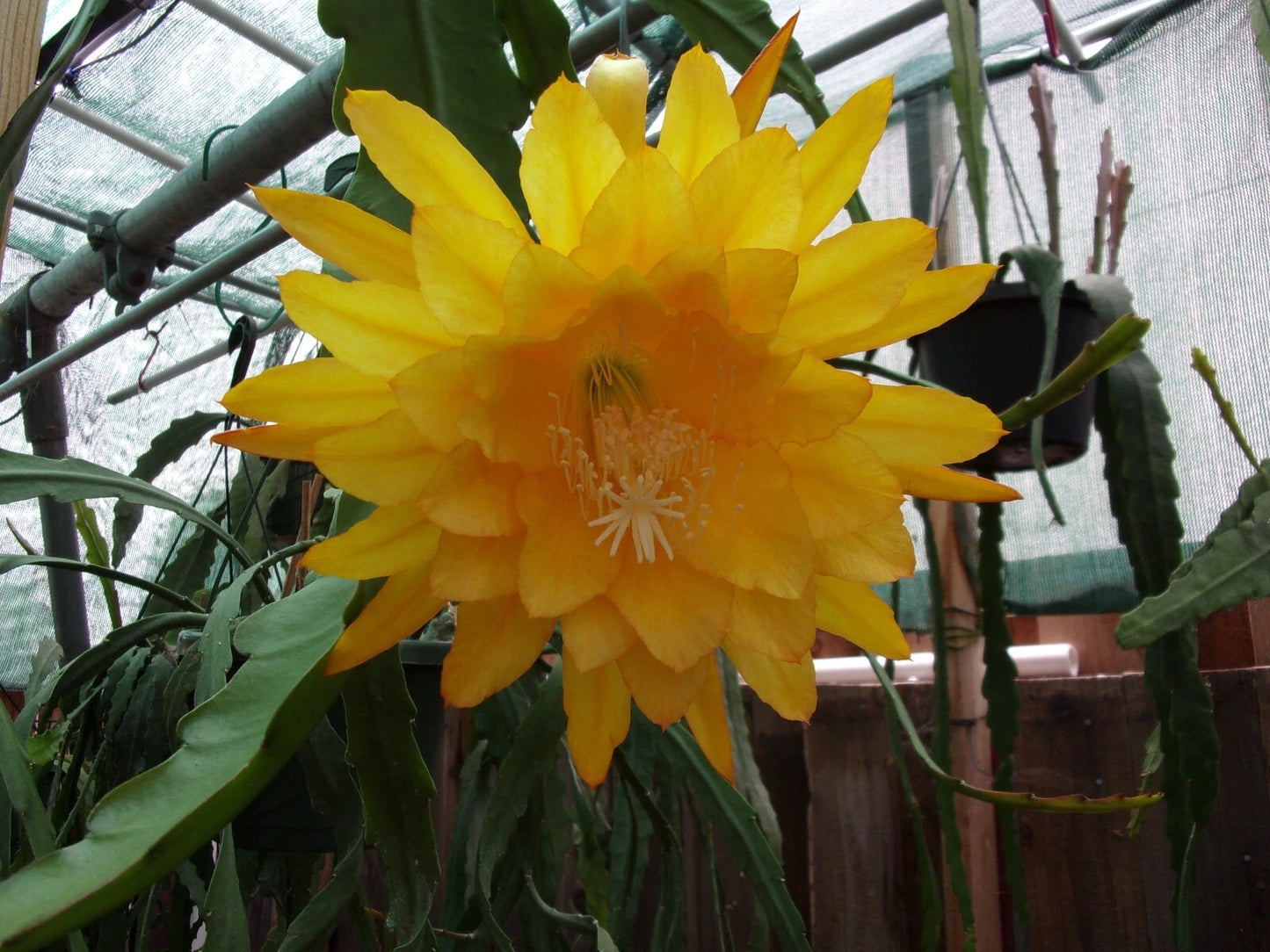 Epiphyllum Cutting 7"-9" Yellow Tang Fragrant Orchid Cactus (Epiphyllum) - Freshly Cut, Healthy Un-Rooted Plant