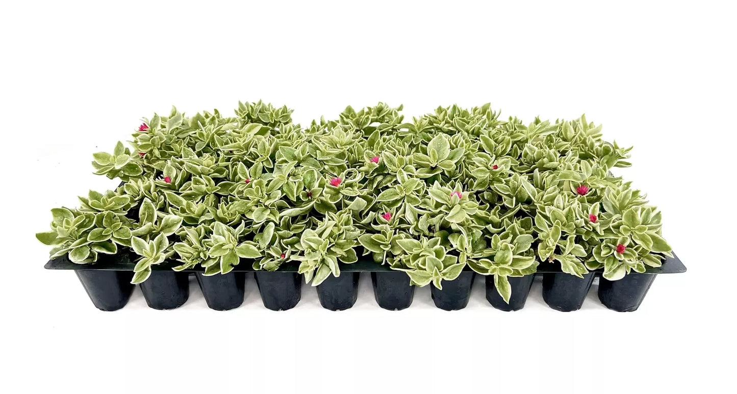 10 Variegated Baby Sun Rose Aptenia Cordifolia Variegata Live Plants