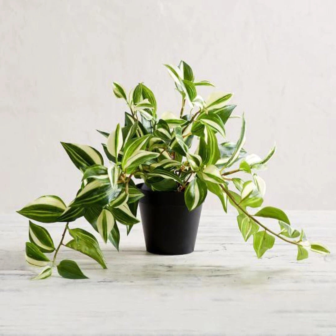 25 Cuttings Tradescantia Fluminensis Variegated Jew Yellow Green Live Plant - Indoor Houseplant Cuttings