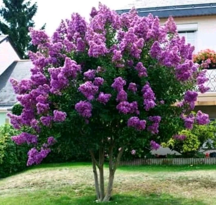 Crape Myrtle Cuttings - 2 Purple Crepe Myrtle Tree Cuttings 6-8 Inches Long - Lagerstroemia indica - Extra Something Included