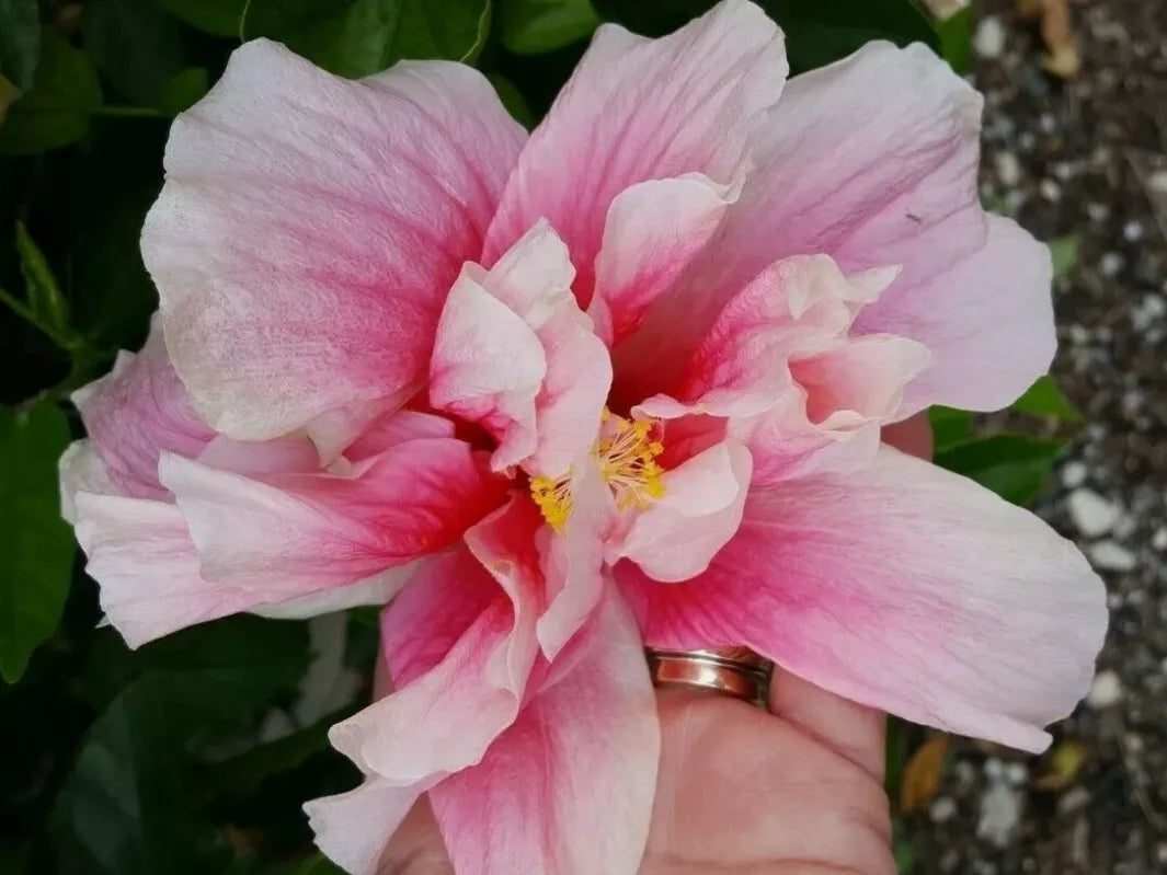 STARTER LIVE PLANT 3 TO 5 INCHES TALL EXOTIC DOUBLE PINK HIBISCUS WELL ROOTED