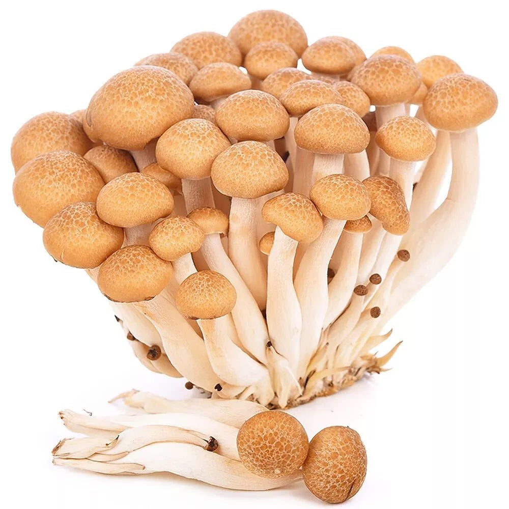 Golden Brown Beech Liquid Culture Syringe 12cc - Hypsizygus tessellatus - Gourmet Mushroom Cultivation