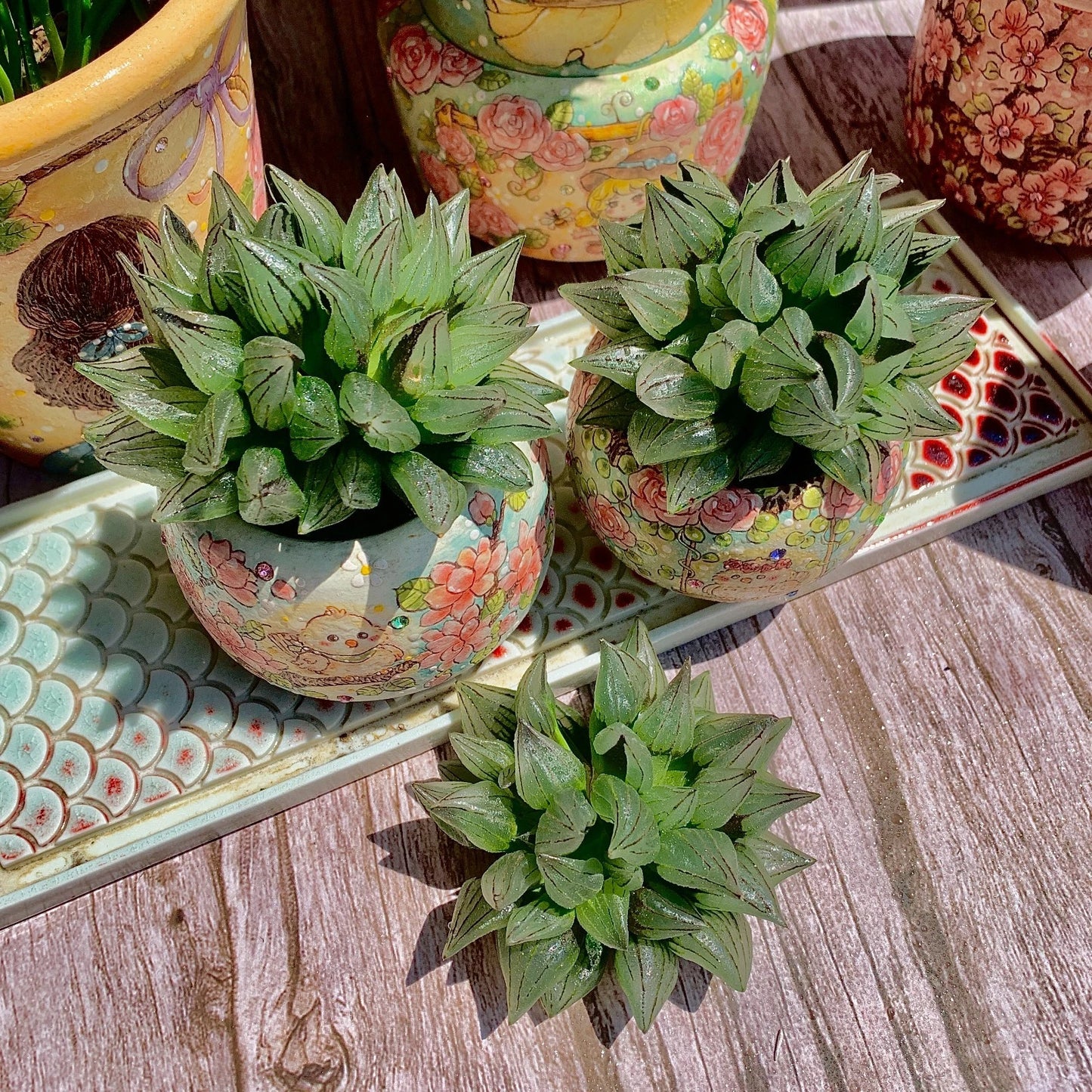 Live Succulent Plant Set - Haworthia magnifica var. atrofusca - Bare Root Mini Succulent - Rare South African Variety