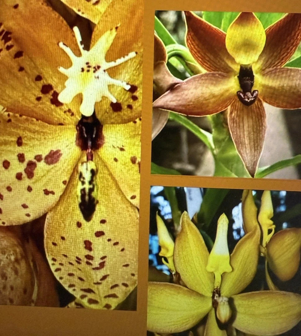 Orchid Plant Mix Box - 5 Bulbs Cuttings Seedlings - Exotic Varieties - Aloha from Las Vegas - Certified Growers