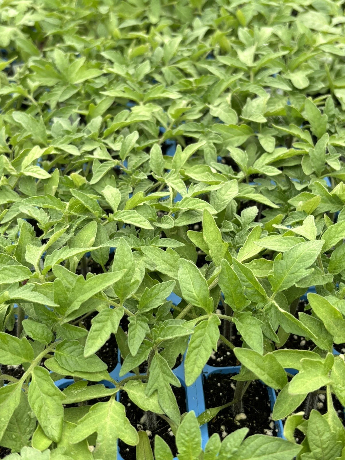Lot of 2 Cherokee Purple Tomato Live Plants, 6-10 inches, 60+ Days Old, Solanum lycopersicum