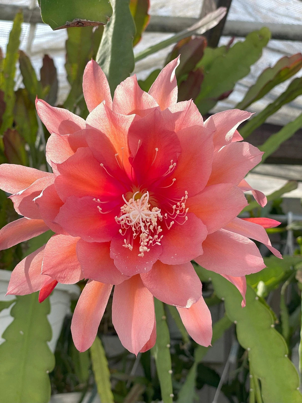 Orchid Cactus Starter Pot 3in Epiphyllum 'Southern Charm' Hybrid Cacti Plant - Cactaceae, Tropical Houseplant