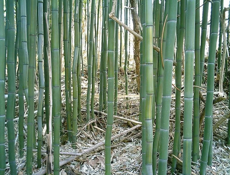 Phyllostachys aureosulcata Yellow Groove Bamboo Rhizome Cuttings 3ct | Hardy Bamboo for Zone 5 | Cold Hardy Plant
