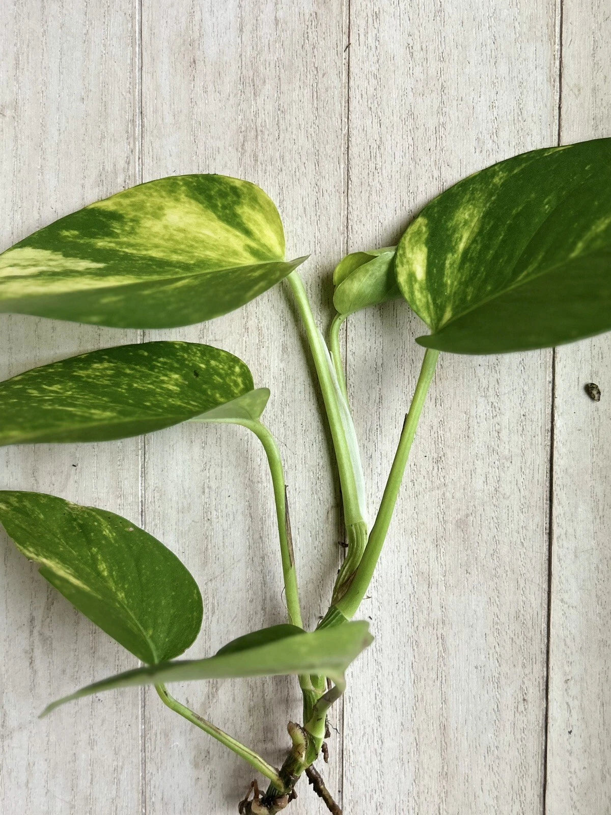 Large Pothos Cuttings - 3 Rooted Green Plants with Strong Aerial Roots - Epipremnum aureum