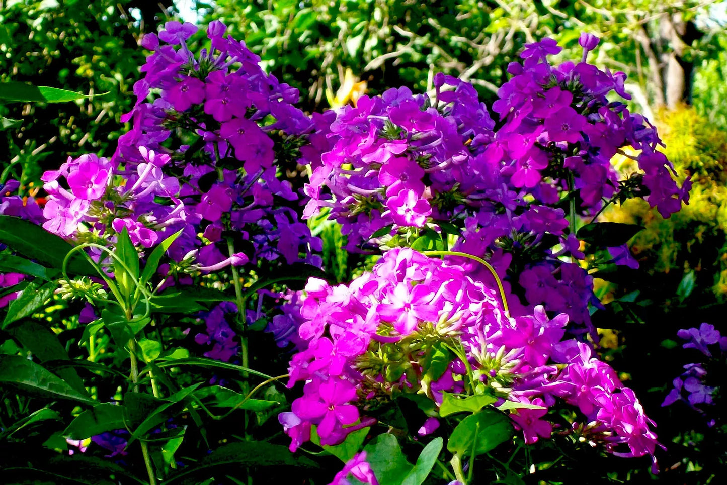 10 BEAUTIFUL TALL BRIGHT PINK PHLOX PLANTS in one or more clumps