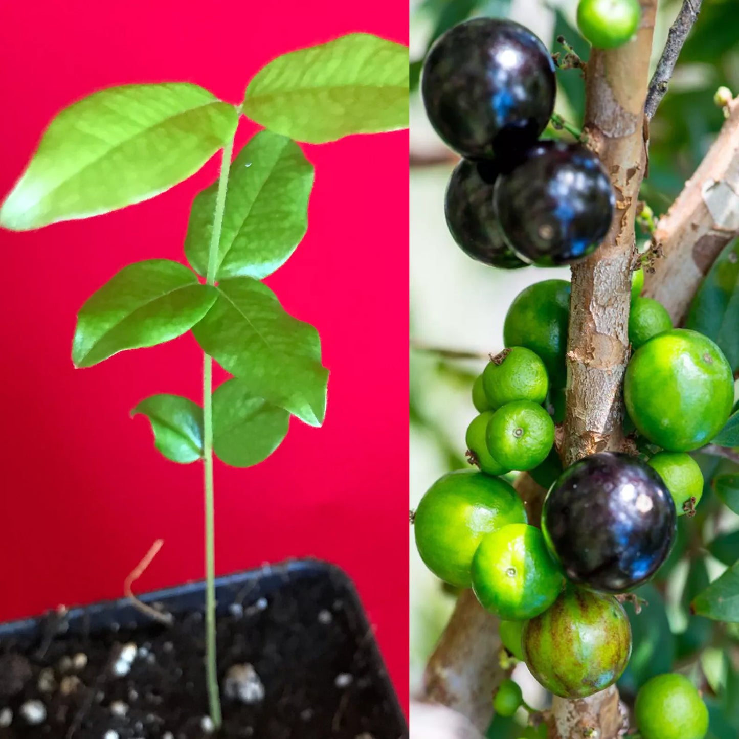 ONE Jaboticaba Plinia Cauliflora Brazilian Sabara Grape Seedling Plant Fruit Tree