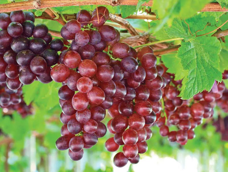1 ROOTED PLANT Organic Red Catawba Vitis Labrusca Wine Juice Jelly Grape Vine