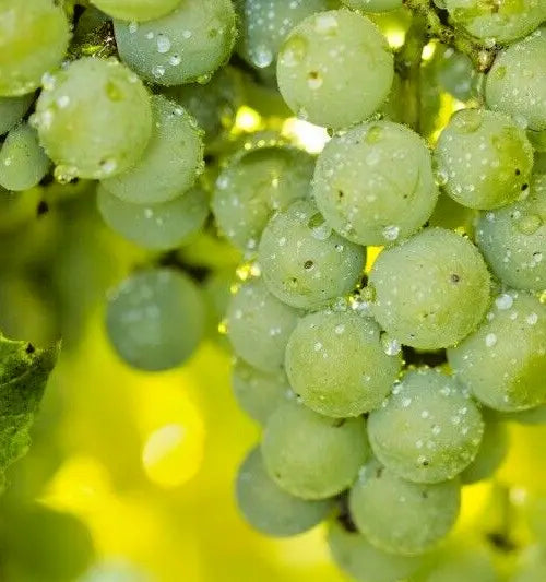 35 seeds organic Niagara grape, sweet white grapes
