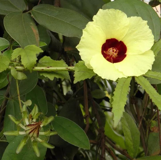 10 Seeds Hibiscus surattensis Bush Sorrel Wild Sour