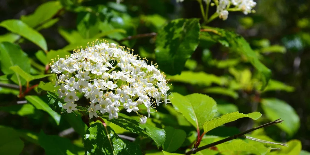 1pc Black Haw Viburnum (Viburnum prunifolium) 6-12" tall Live Plant