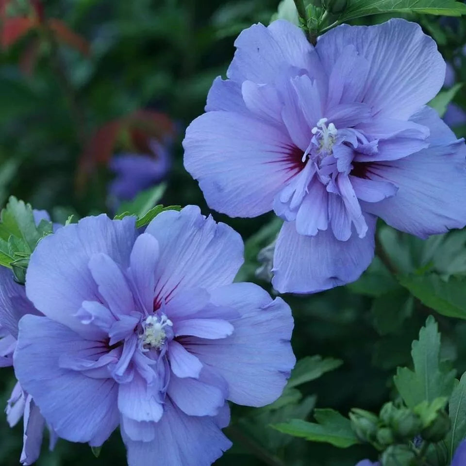 50+ Blue Chiffon Rose of Sharon SEEDS (Hibiscus syriacus)