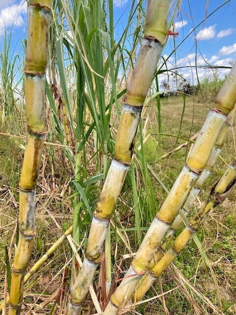 San Diego Yellow Sugar Cane Cuttings - 4 Fresh Organic Plant Cuttings (Saccharum officinarum) for Growing Your Own Sugar Cane