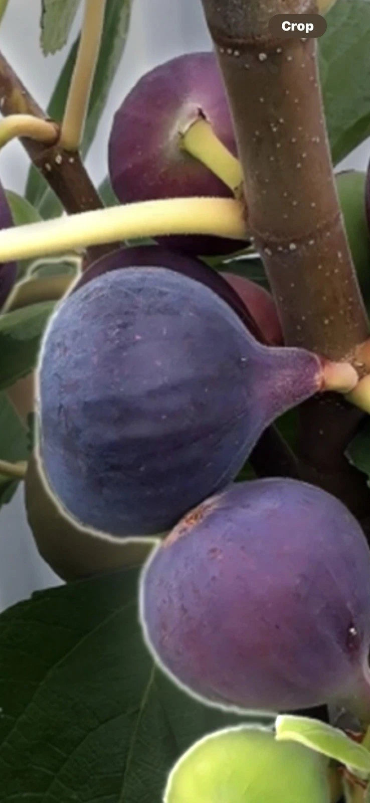 Chicago Hardy Fig Cuttings - 4 Pack, 4-6 Inches Long, Ficus carica - Ideal for Gardening & Replanting in Full Sun