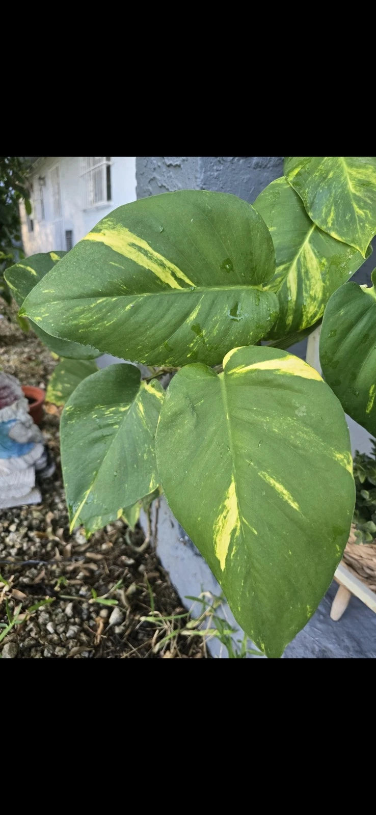 Golden Pothos Live Plant Cuttings 3"-6" with Roots for Propagation - Epipremnum aureum