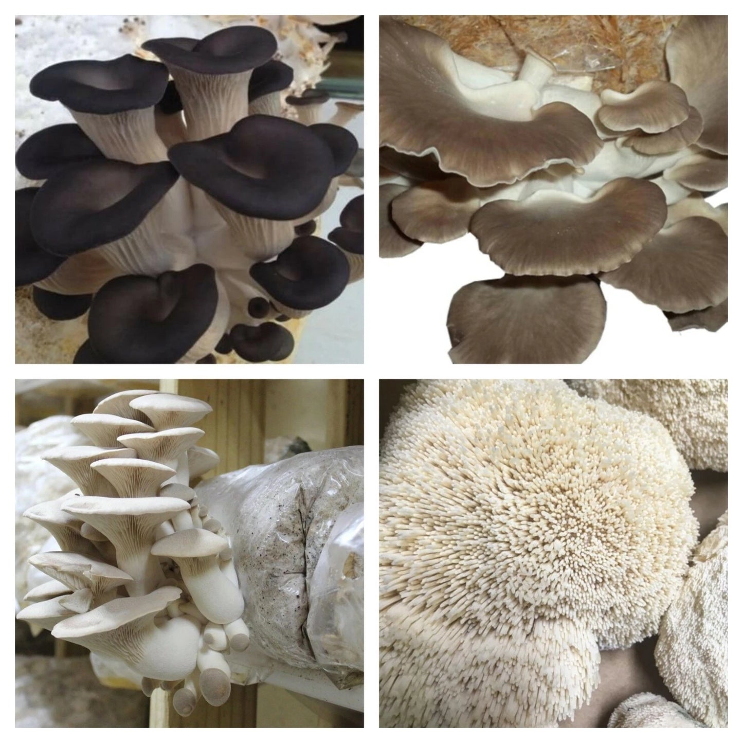 Mushroom Spawn Super Pack 4 oz Each - Black, Grey, King Oyster, Lion's Mane - Live Mycelium Cultures for Beginners