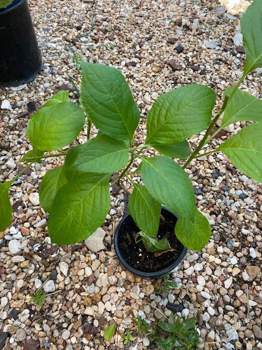 Rooted Scent Leaf Plant in 18oz Cup – Ocimum gratissimum – Clove Basil, African Basil, Easy Care, Healthy Leaves & Roots