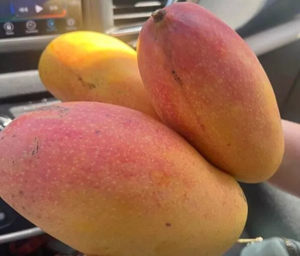 Mango Tree in The Pot / Red Mango Seeding Fruit Tree 10”- 14”