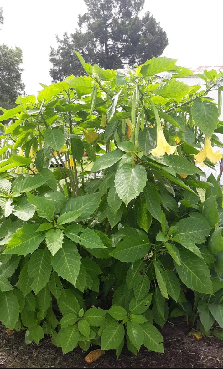Angel Yellow Trumpet Cutting - Brugmansia - 6-8" Long - No Roots - Toxic Plant for Gardeners - Indoor/Outdoor