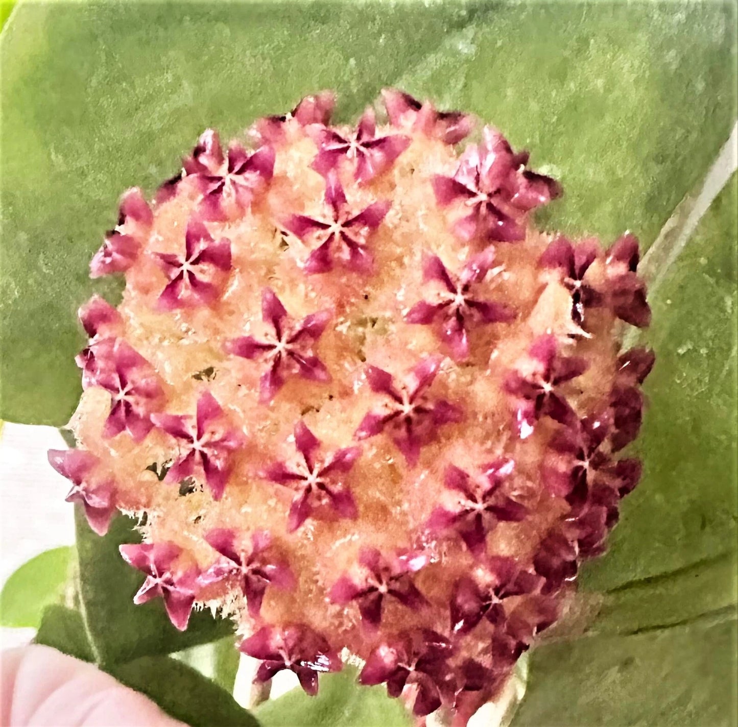 Hoya MINDORENSIS Starter Plant - 4" Pot - Pink & Yellow Blossoms - Fragrant Flowering Houseplant - Hoya Plant