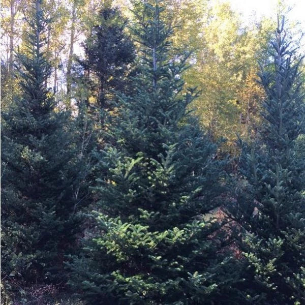 Fraser Fir Seedlings - Lot of 10 - 5"-9" Tall - Abies fraseri - Bare Root Christmas Tree for Landscaping - Ships Spring 2025