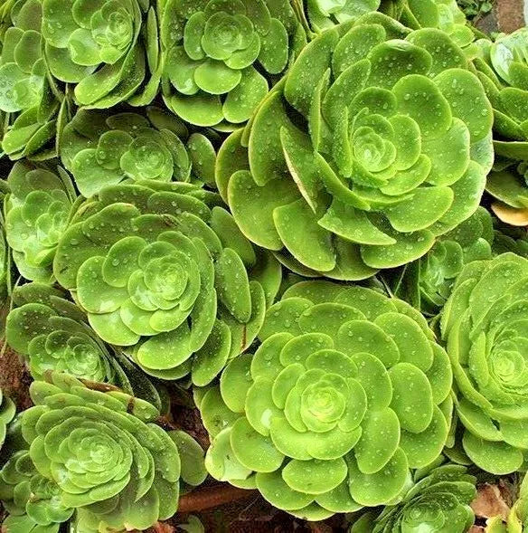 5 Succulent AEONIUM ARBOREUM IRISH ROSE ROSETTES CUTTINGS 4-6" Wide