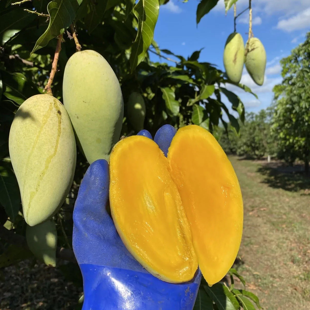 NAM DOC MAI MANGO TREE GRAFTED (3 Feet Tall)