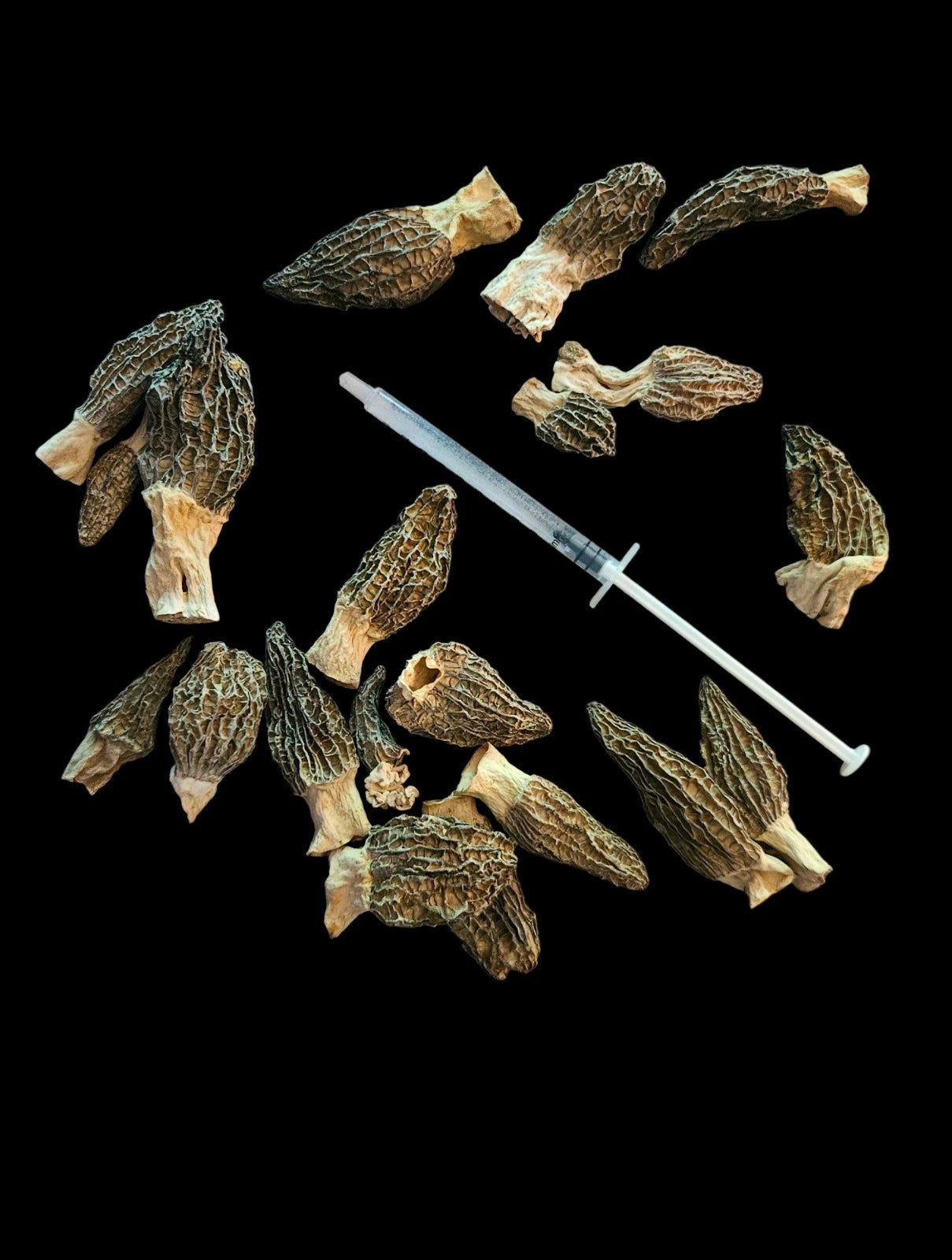 Morel Mushroom Spores Grow Kit - Small Syringe - Morchella esculenta - Gourmet Culinary Fungi - Easy Home Cultivation