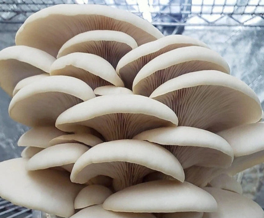 Halloween Oyster Mushroom Liquid Culture Syringe 10-12ml (Pleurotus ostreatus) - Free Gift Included, MycoHouseFarms