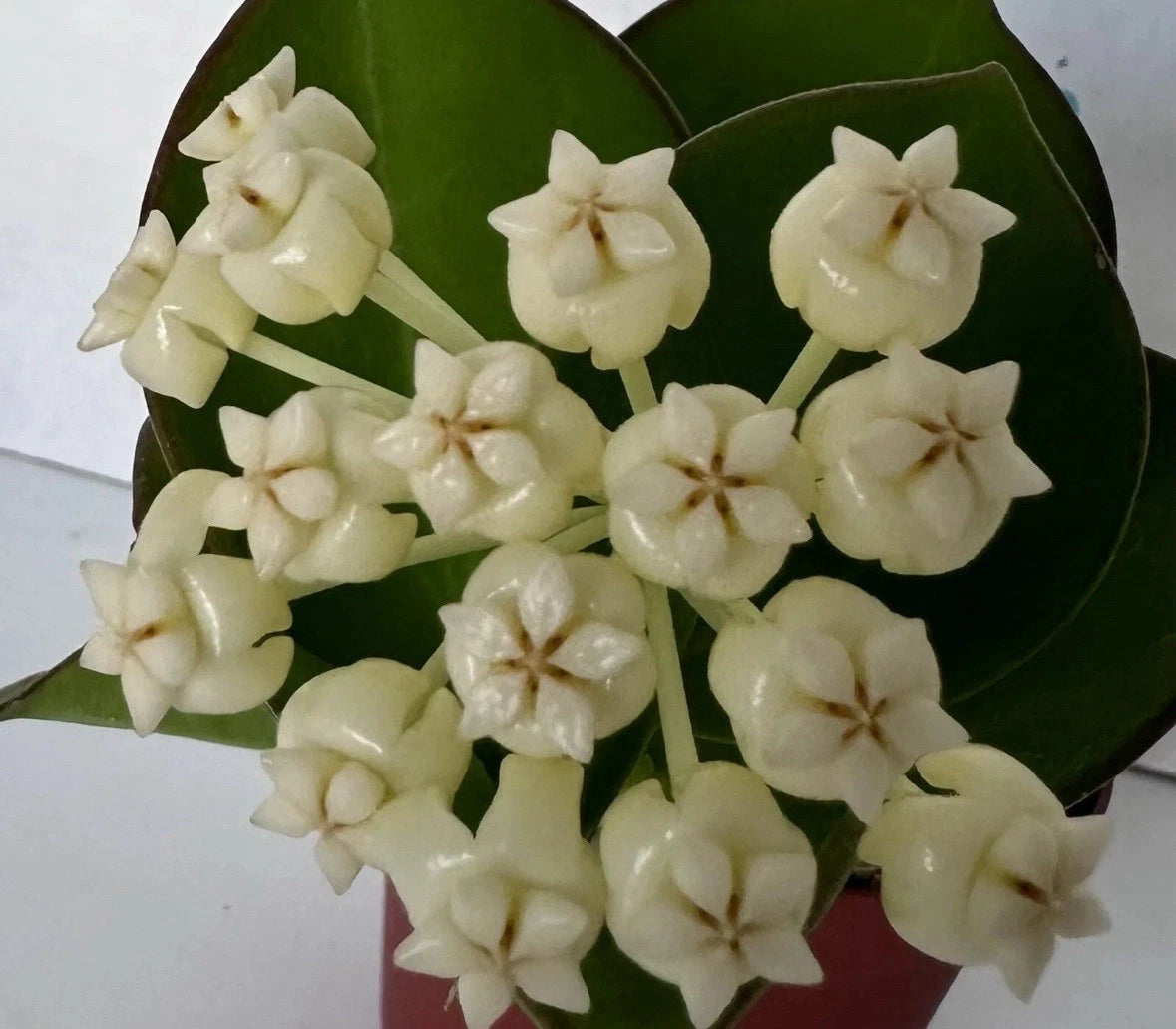 Hoya Plant 4" Pot Rooted Hoya pachyclada Thick Leaves White Yellow Flowers Fragrant Houseplant