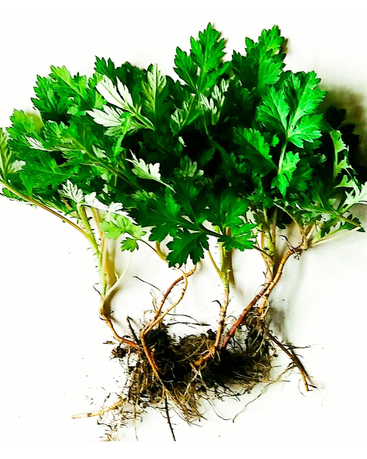 Live Organic Mugwort Bare Rooted Plants - Artemisia Vulgaris - Scalloped Leaves, Sage Aroma, Culinary & Ritual Uses