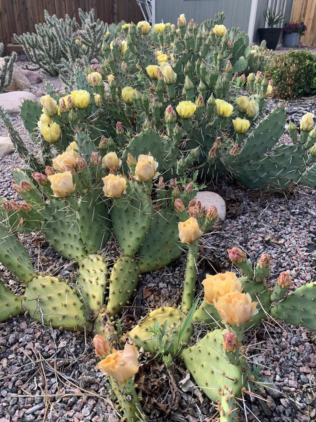 (3) Opuntia macrorhiza Cold Hardy Cactus Cuttings Colorado Light Orange Flowers