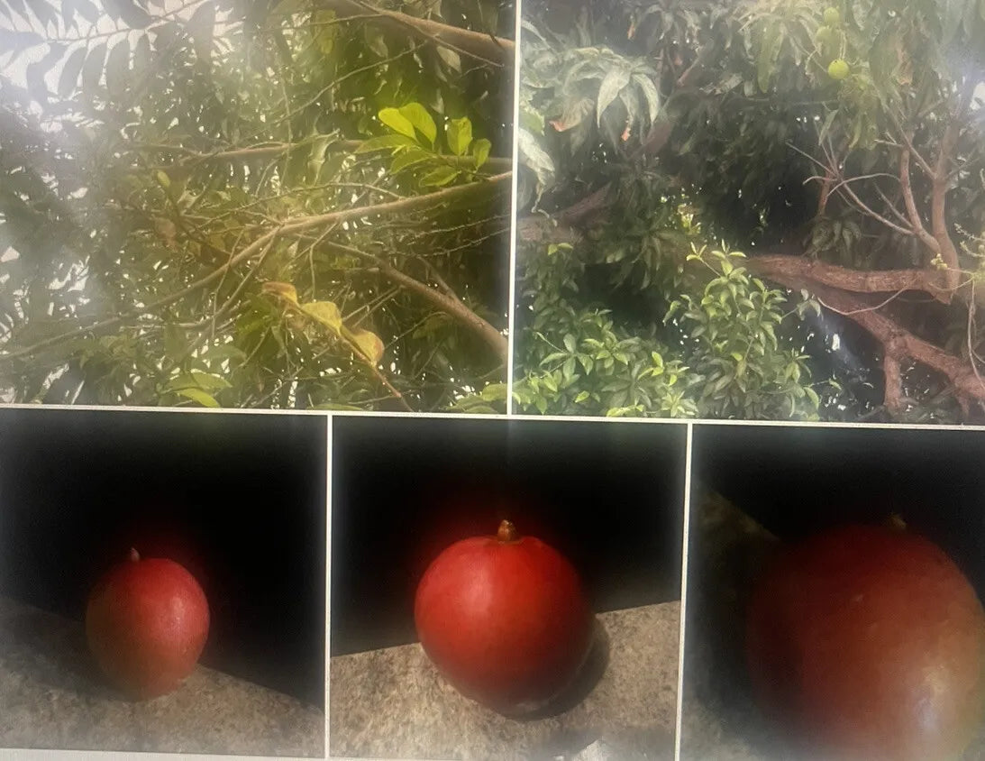 Mango tree Cuttings From Lola’s Garden Maui Ten 6 Inch Cuttings