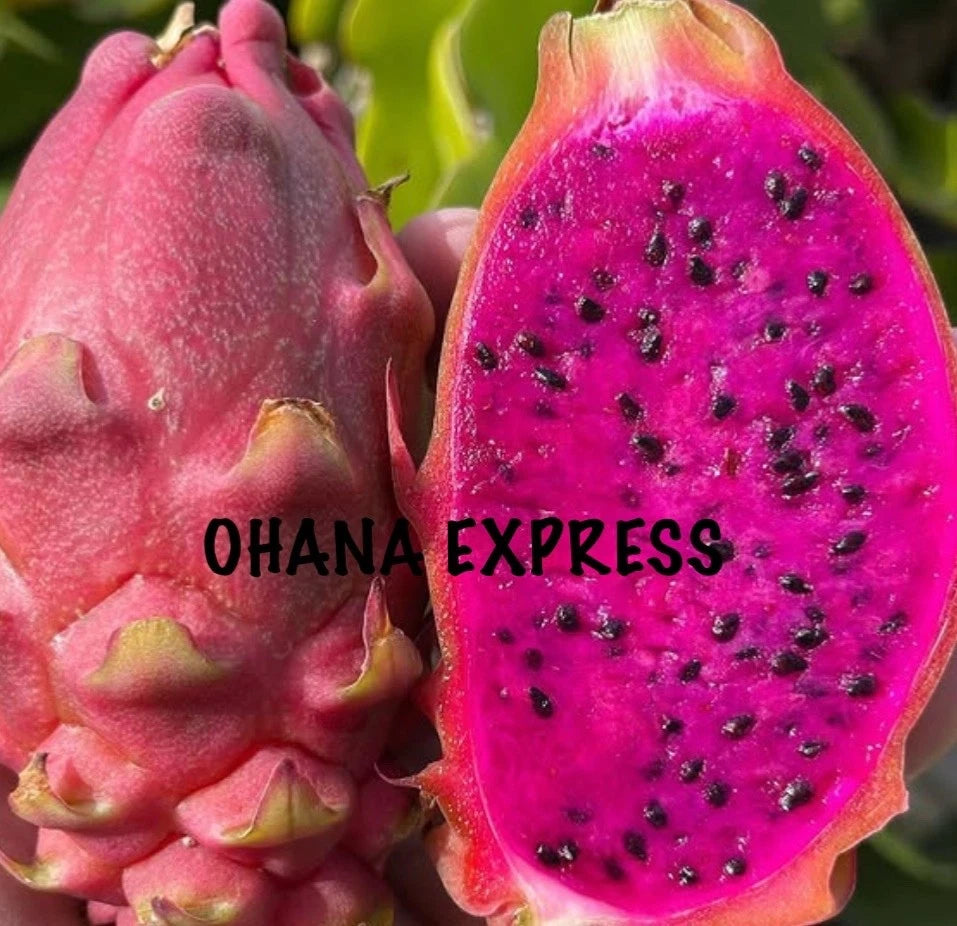 Dragon Fruit Cuttings 11” Rare Self-Fertile Ohana Express Selenicereus Polyrhizus x Megalanthus - Freshly Cut, Hawaii Grown