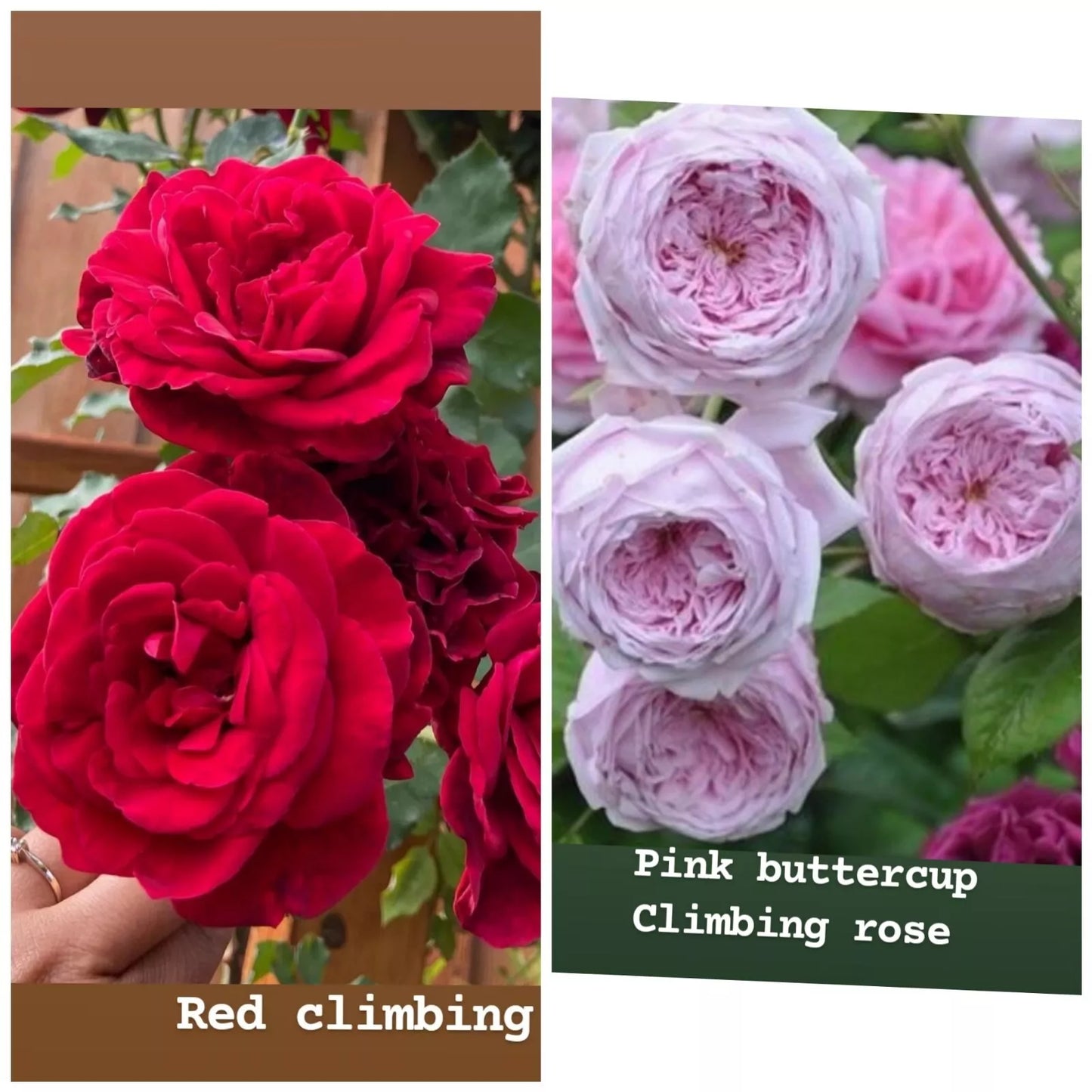 4 Fresh Cuttings 5-8" LONG ROSE UNROOTED CUTTINGS MIX