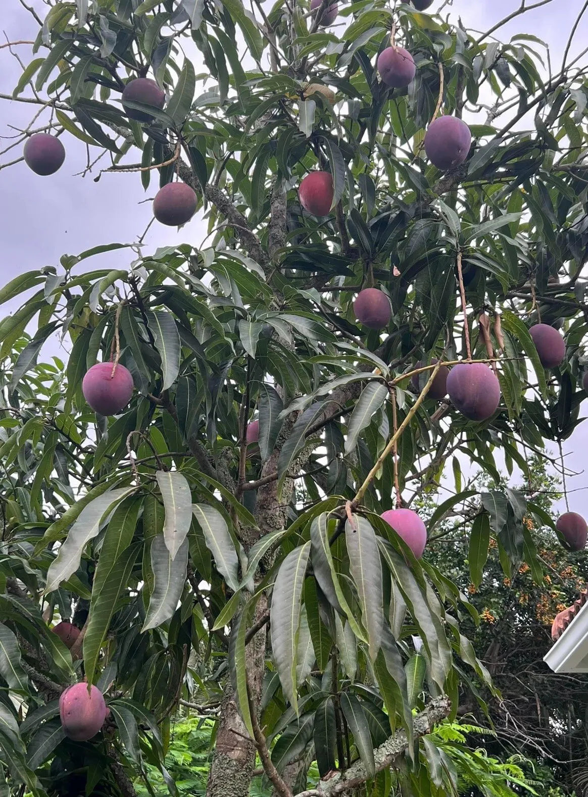 IRWIN Grafted Rare MANGO Tree 3Gal Pot